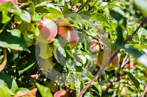 Fresh ripe organic apples on tree branch in apple orchard