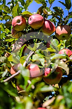 Fresh ripe organic apples on tree branch in apple orchard