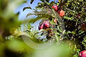 Fresh ripe organic apples on tree branch in apple orchard