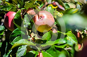 Fresh ripe organic apples on tree branch in apple orchard