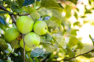 Fresh ripe organic apples on tree branch in apple orchard