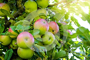 Fresh ripe organic apples on tree branch in apple orchard