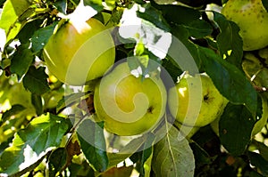 Fresh ripe organic apples on tree branch in apple orchard
