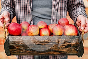 Fresh ripe organic red apples in a wooden box in male hands. Autumn harvest of red apples for food or apple juice on a brick wall