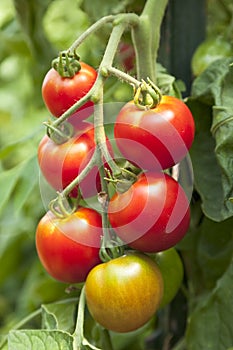 Fresh, ripe, organic, red cherry tomatoes growing on vine in vegetable garden