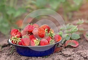 Fresh ripe organic strawberry in blue bowl next to strawberries bed on pick your home garden