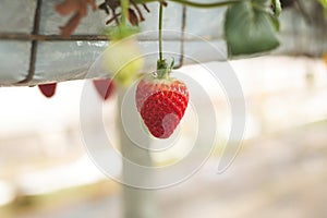 Fresh ripe organic strawberry hanging on containers against the green leaves background of a blooming garden.