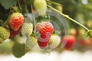 Fresh ripe organic strawberry hanging on containers against the green leaves background of a blooming garden.