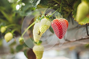 Fresh ripe organic strawberry hanging on containers against the green leaves background of a blooming garden.