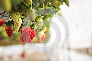 Fresh ripe organic strawberry hanging on containers against the green leaves background of a blooming garden.