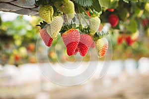 Fresh ripe organic strawberry hanging on containers against the green leaves background of a blooming garden.
