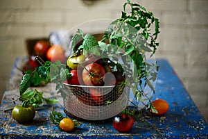 Fresh, ripe, organic tomatoes in an old basket. Rustic style