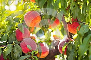 Fresh ripe peach on tree in summer orchard