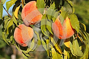 Fresh ripe peaches on tree