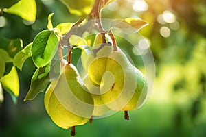 Fresh ripe pears on the pear tree in fruit farm.