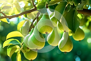 Fresh ripe pears on the pear tree. Juicy ripe pears in a sunny garden. Harvesting. Garden fruits.