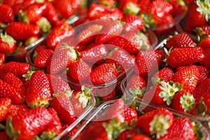 Fresh Ripe Perfect Strawberries.Selective focus