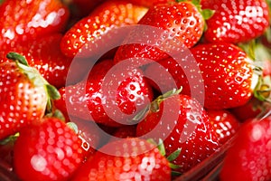 Fresh Ripe Perfect Strawberries.Selective focus