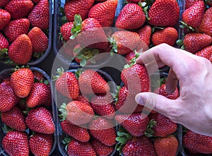 Fresh ripe perfect strawberry - Food Frame Background.