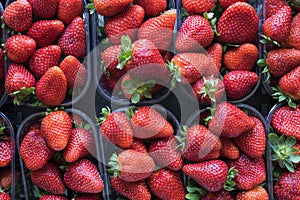 Fresh ripe perfect strawberry - Food Frame Background.