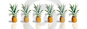 Fresh ripe pineapples in a row isolated on white background. Exotic tropical fruit. Banner
