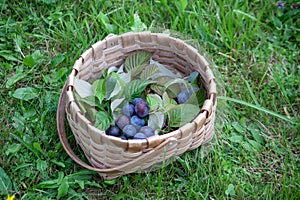 Fresh ripe plum fruits in a basket