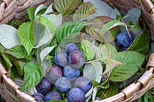 Fresh ripe plum fruits in a basket