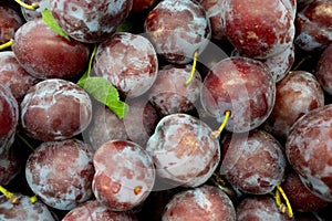 Fresh Ripe Plums