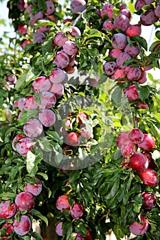 Fresh ripe plums on branches