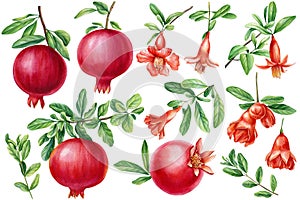 Fresh ripe pomegranate, flower and leaves set. Watercolor illustration, isolated on white background