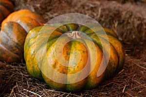 Fresh ripe pumpkin big ribbed yellow green harvest farmer on hay background