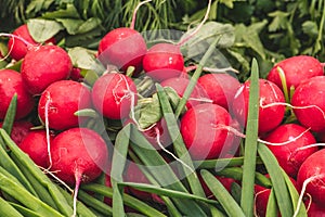 Fresh ripe radishes, edible root vegetable