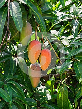 Fresh ripe rainbow mangos or Mahachanok Mango on tree branch