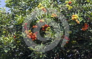 Fresh ripe rambutan fruits on the tree