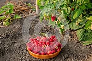Fresh ripe raspberries in a clay bowl under a raspberry bush