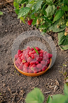 Fresh ripe raspberries in a clay bowl under a raspberry bush