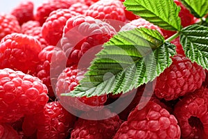 Fresh ripe raspberries with leaves as background