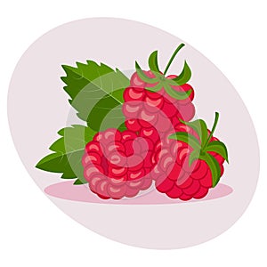 Fresh ripe raspberries, natural summer fruit. Healthy organic food, vector.