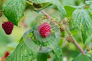 Fresh ripe raspberry in branch of raspberry bush