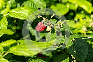 Fresh ripe raspberry in branch of raspberry bush