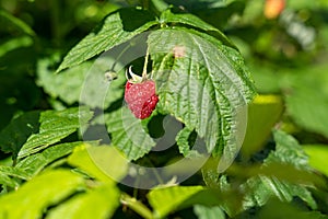 Fresh ripe raspberry in branch of raspberry bush