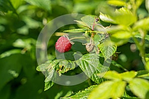 Fresh ripe raspberry in branch of raspberry bush