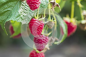 Fresh ripe raspberry harvest