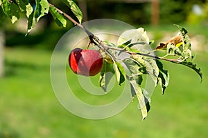 Čerstvé zralé červené jablko rostoucí na stromě v zahradě.