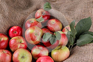 fresh ripe red apples with leaves in sacking. harvest. fruit