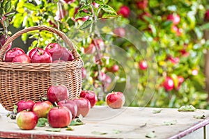 Fresh ripe red apples in wooden basket on garden table