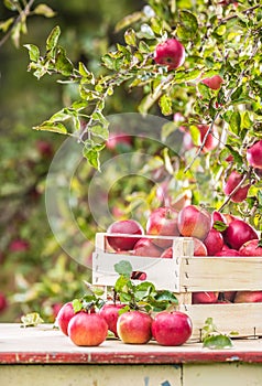 Fresh ripe red apples in wooden crate on garden table