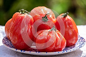 Fresh ripe red beefsteak or coeur de boeuf tomatoes