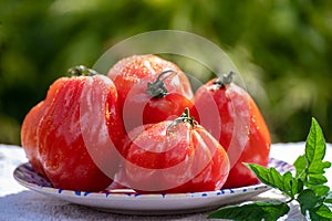 Fresh ripe red beefsteak or coeur de boeuf tomatoes