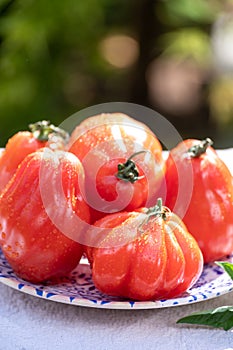 Fresh ripe red beefsteak or coeur de boeuf tomatoes